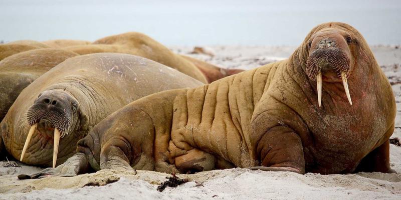 ABM策略实战:用精准狙击取代散弹营销,撬动高价值商业合作